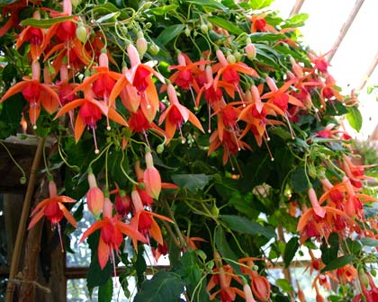 Fushia hybrida